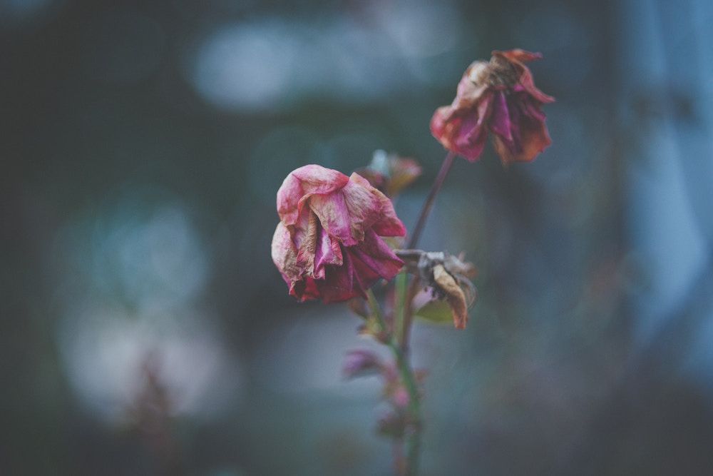 Hearts, Flowers and Handfasting.